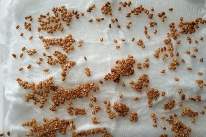 сушка семян