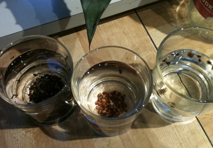 замачивание семян