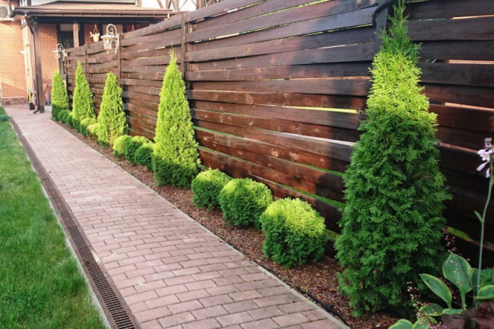 Туи и можжевельники возле забора