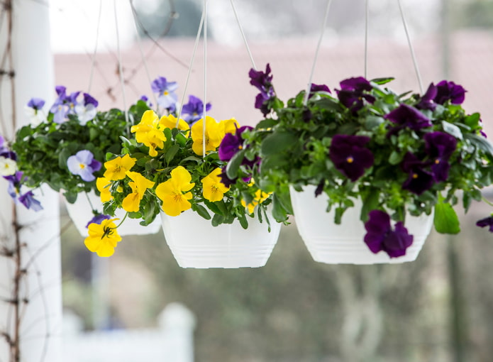 віола в горщиках