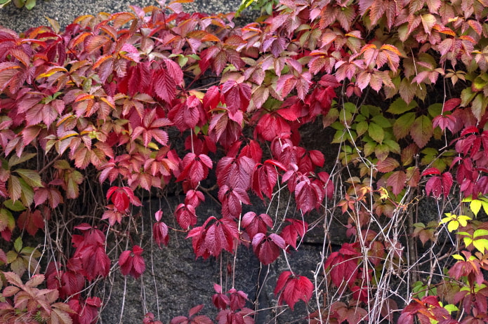 кучеряве рослина для балкона