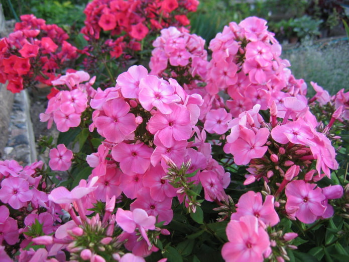 квіти для південних лоджій