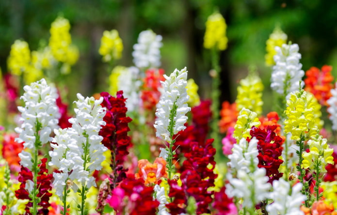 як цвіте левова позіха