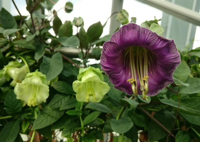 квітка кобеї