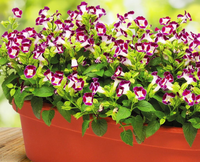 однорічник для балкона