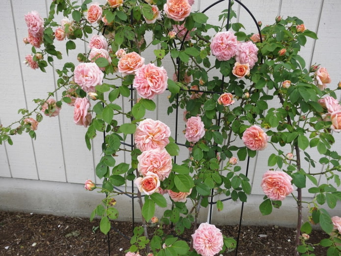 багаторічник для лоджії