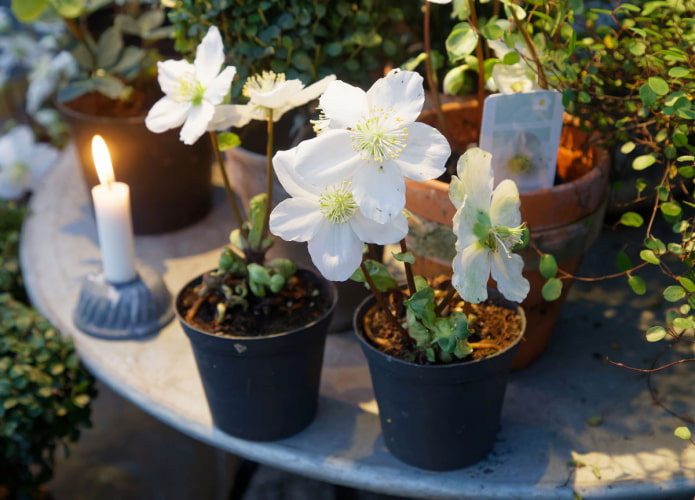 квітучий морозник